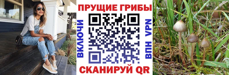 omg как войти  Красновишерск  Галлюциногенные грибы прущие грибы 